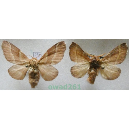 Malacosoma neustria (Linnaeus, 1758) pair Barczatka pierścieniówka, Prządka pierścienica Czech73a
